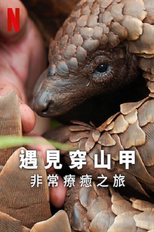 遇见穿山甲：非常疗愈之旅