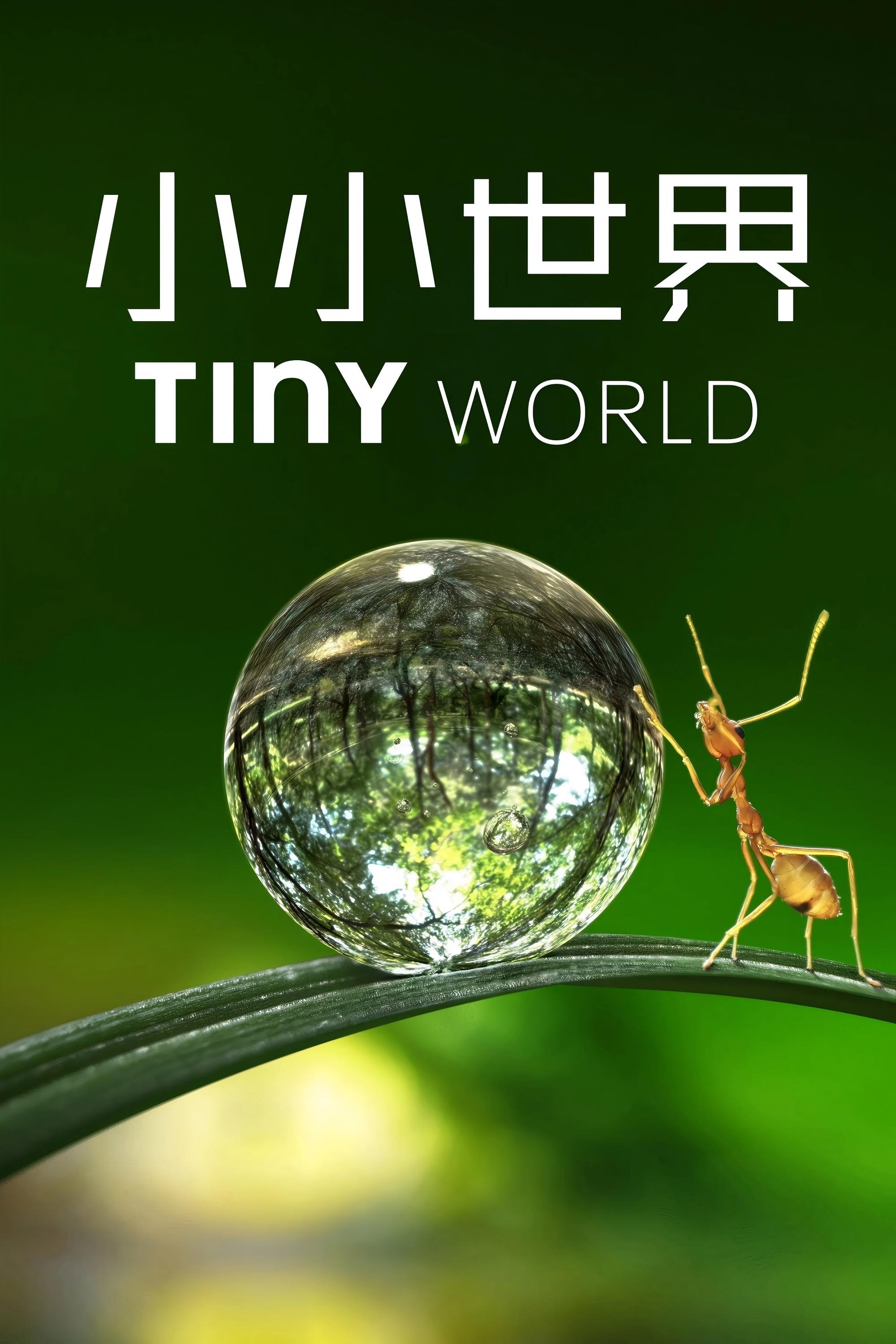 小小世界